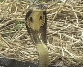 dilidili下载影视海报