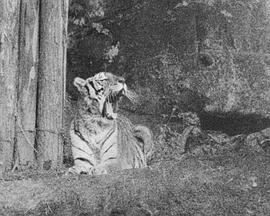 在线高清大片免费观看影视海报