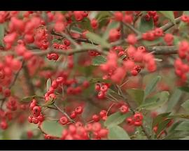 敢死队2国语影视海报